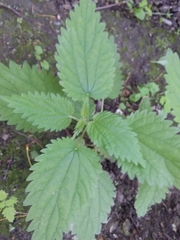 Urtica sondenii