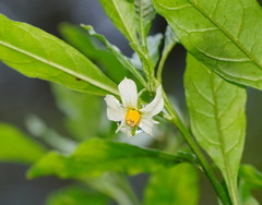 Solanum pseudocapsicum