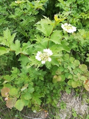 Viburnum opulus