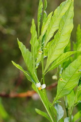 Solanum pseudocapsicum