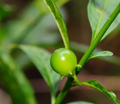 Solanum pseudocapsicum