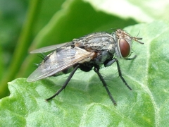 Pseudogonia