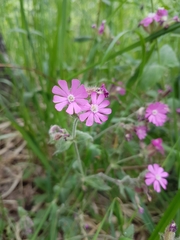 Silene dioica