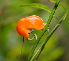 Solanum pseudocapsicum