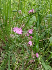 Silene dioica