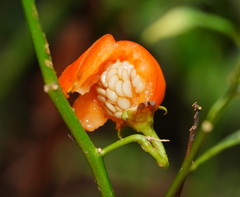 Solanum pseudocapsicum