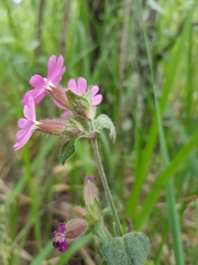 Silene dioica