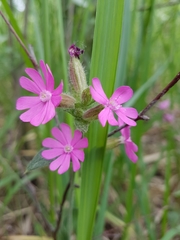 Silene dioica
