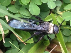Campsomeriella
