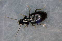 Bembidion biguttatum