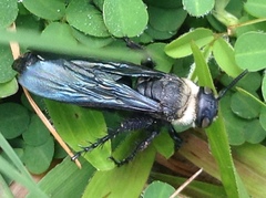 Campsomeriella