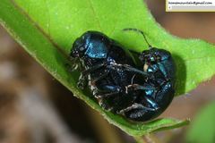 Colasposoma dauricum