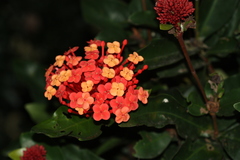 Ixora chinensis