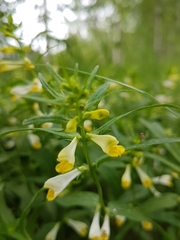 Melampyrum pratense