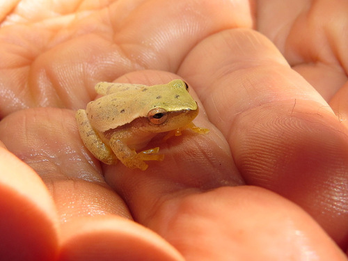 Emerald Tree Frog