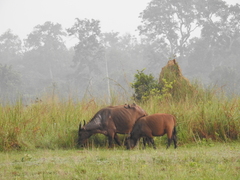 Syncerus caffer nanus