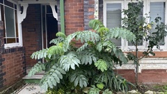 Melianthus