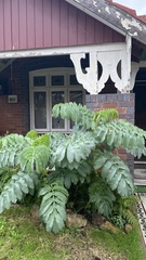 Melianthus