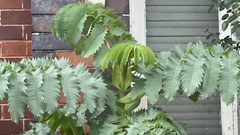 Melianthus