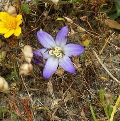 Brodiaea terrestris terrestris