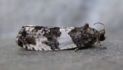 Pseudosciaphila duplex