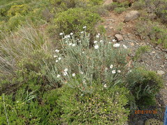 Eumorphia sericea