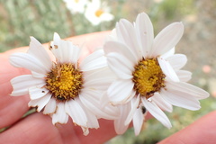 Eumorphia sericea