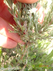 Eumorphia sericea