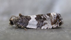 Pseudosciaphila duplex