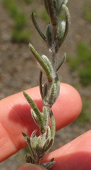 Eumorphia sericea