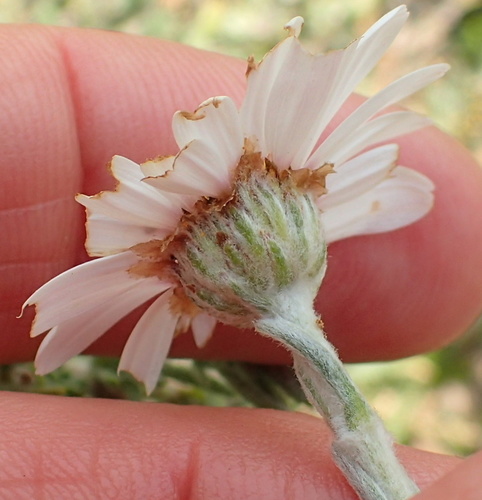 Eumorphia sericea, photograph 6