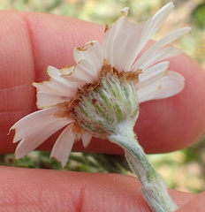 Eumorphia sericea