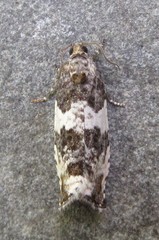 Pseudosciaphila duplex