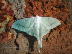 Actias selene