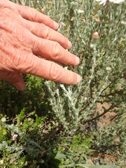 Eumorphia sericea