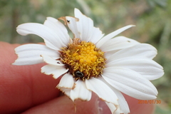 Eumorphia sericea