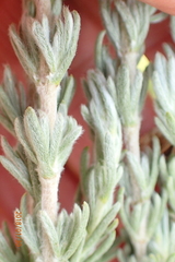 Eumorphia sericea