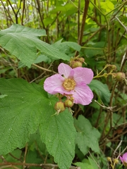 Rubus odoratus