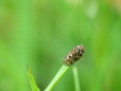 Tachycixius pilosus