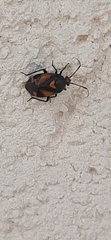 Deraeocoris schach
