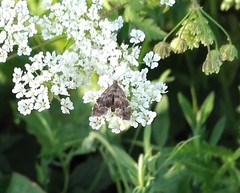 Anthophila fabriciana