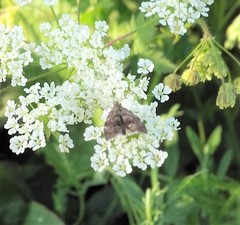Anthophila fabriciana