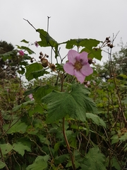 Rubus odoratus