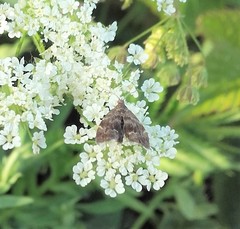 Anthophila fabriciana