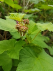 Rubus odoratus