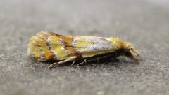 Phtheochroa vitellinana