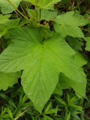 Rubus odoratus