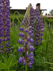 Lupinus polyphyllus