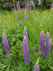 Lupinus polyphyllus