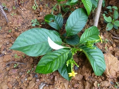 Mussaenda chippii